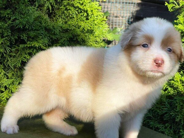 Onella Australian Shepherd Onella Australian Shepherd