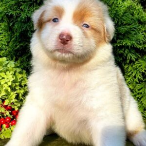 Onella Australian Shepherd