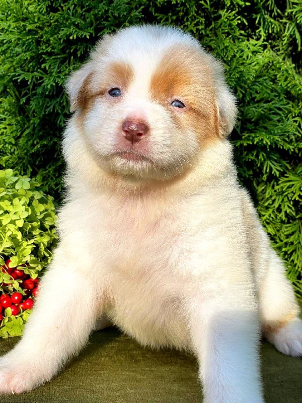 Onella Australian Shepherd Onella Australian Shepherd