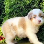 Onella-female-Australian-Shepherd-puppy-for-sale-3