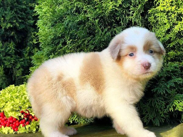 Onella Australian Shepherd Onella Australian Shepherd