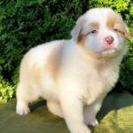 Onella-female-Australian-Shepherd-puppy-for-sale-4