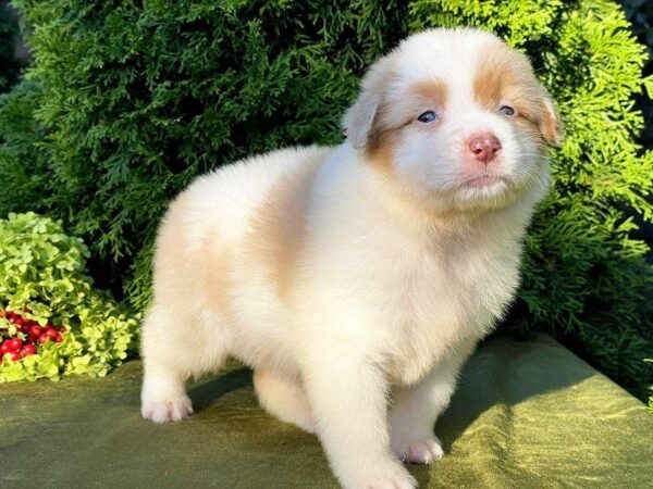 Onella Australian Shepherd Onella Australian Shepherd