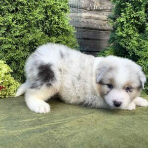Oriana Australian Shepherd
