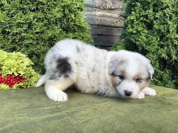 Oriana Australian Shepherd Oriana Australian Shepherd