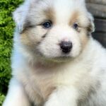 Oriana-female-Australian-Shepherd-puppy-for-sale-2