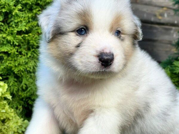 Oriana Australian Shepherd Oriana Australian Shepherd