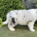 Oriana-female-Australian-Shepherd-puppy-for-sale-3
