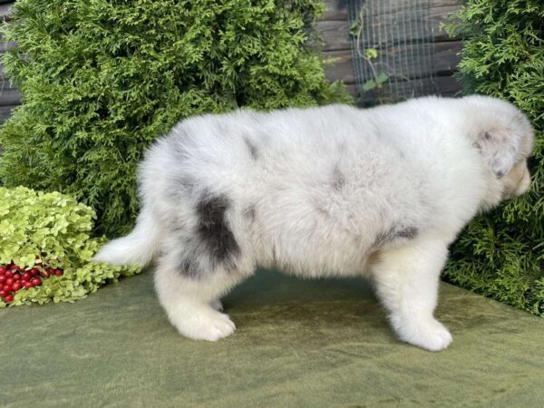 Oriana Australian Shepherd Oriana Australian Shepherd