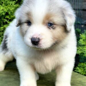 Oriana Australian Shepherd