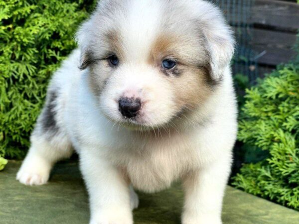 Oriana Australian Shepherd Oriana Australian Shepherd