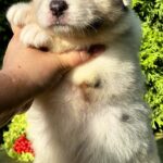 Oriana-female-Australian-Shepherd-puppy-for-sale-5