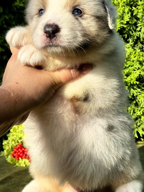 Oriana Australian Shepherd Oriana Australian Shepherd