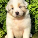 Oriana-female-Australian-Shepherd-puppy-for-sale-6