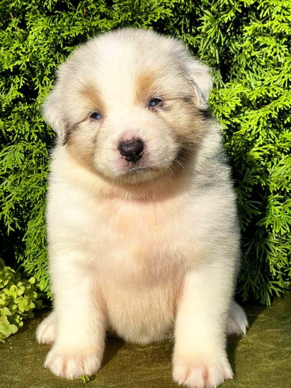 Oriana Australian Shepherd Oriana Australian Shepherd