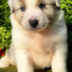 Oriana-female-Australian-Shepherd-puppy-for-sale-7