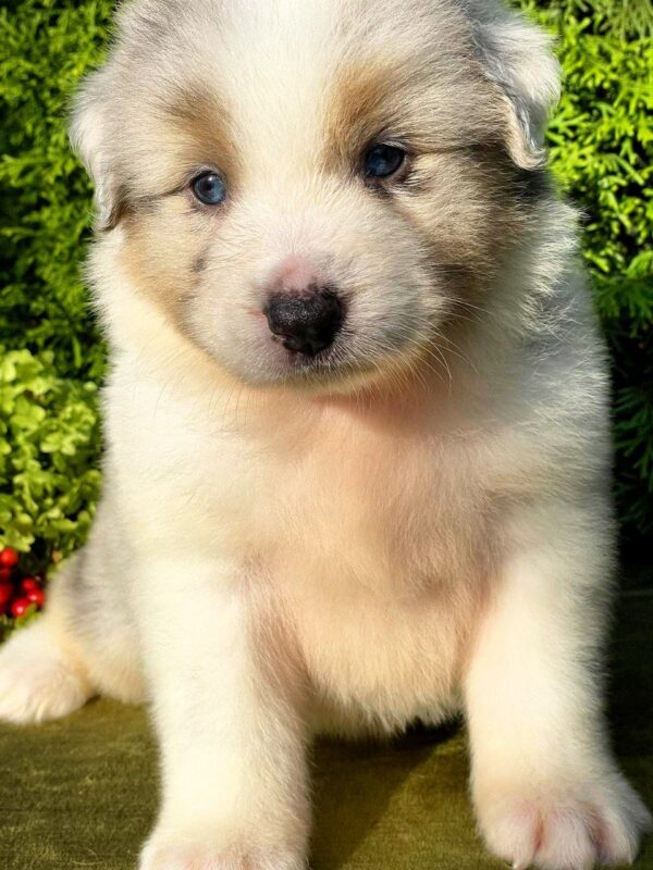 Oriana Australian Shepherd Oriana Australian Shepherd