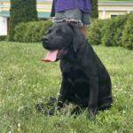 Origami-female-labrador-retriver-puppy-for-sale-1 (1)