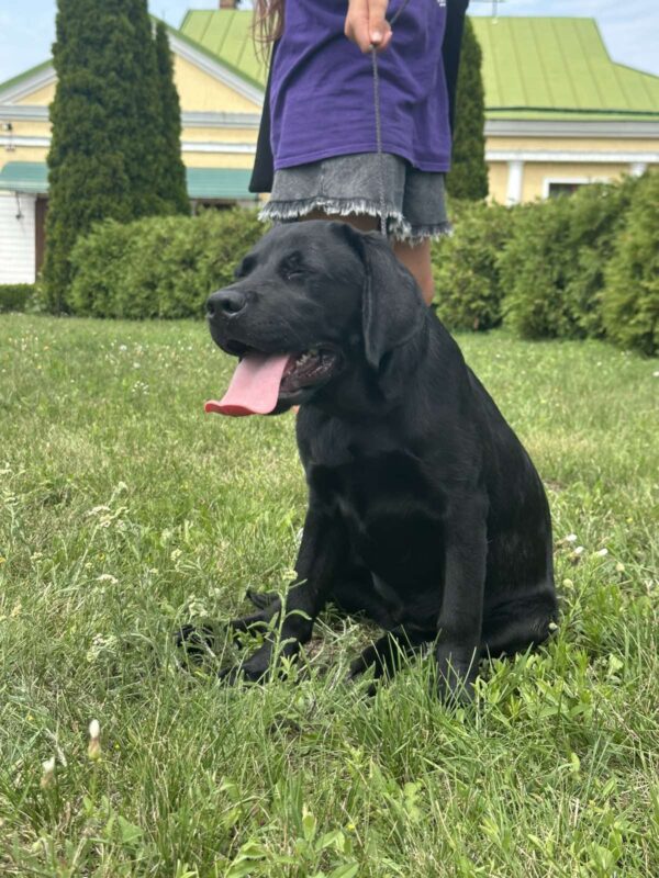 Origami Labrador Retriever Origami Labrador Retriever