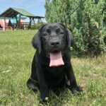 Origami-female-labrador-retriver-puppy-for-sale-1 (2)