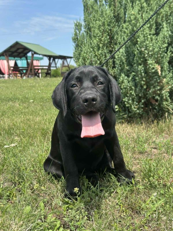 Origami Labrador Retriever Origami Labrador Retriever