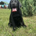 Origami-female-labrador-retriver-puppy-for-sale-1 (3)