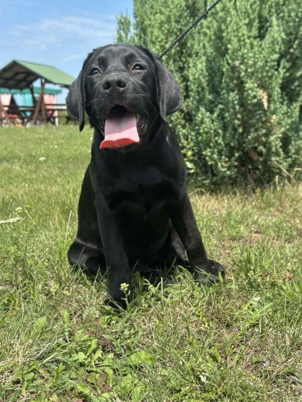 Origami Labrador Retriever Origami Labrador Retriever