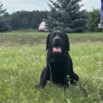 Origami-female-labrador-retriver-puppy-for-sale-1 (4)