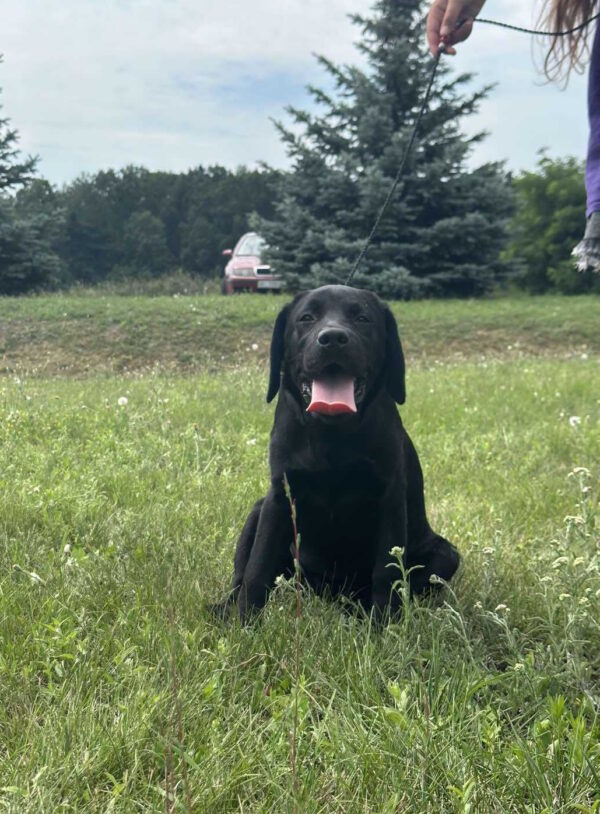 Origami Labrador Retriever Origami Labrador Retriever