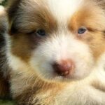Orion-male-Australian-Shepherd-puppy-for-sale-1