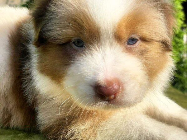 Orion Australian Shepherd Orion Australian Shepherd