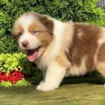 Orion-male-Australian-Shepherd-puppy-for-sale-2