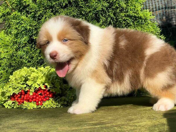 Orion Australian Shepherd Orion Australian Shepherd