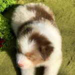 Orion-male-Australian-Shepherd-puppy-for-sale-3