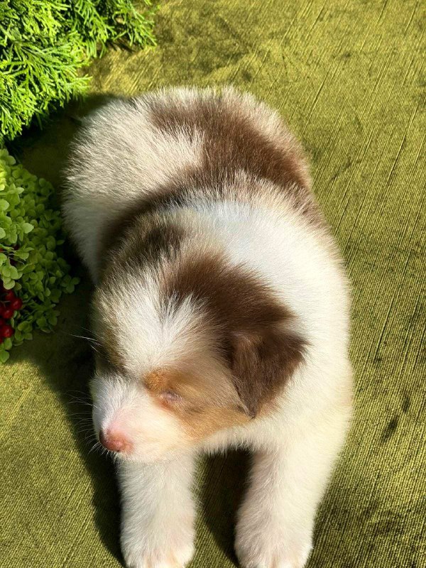 Orion Australian Shepherd Orion Australian Shepherd