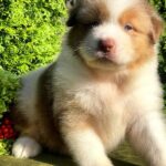 Orion-male-Australian-Shepherd-puppy-for-sale-4