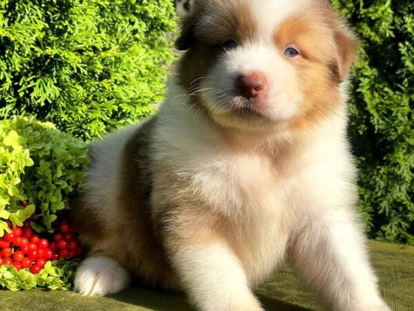 Orion Australian Shepherd Orion Australian Shepherd