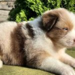 Orion-male-Australian-Shepherd-puppy-for-sale-5