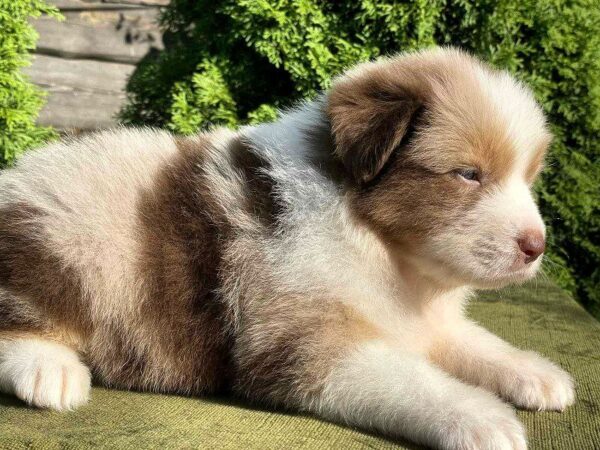 Orion Australian Shepherd Orion Australian Shepherd