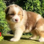Orion-male-Australian-Shepherd-puppy-for-sale-6