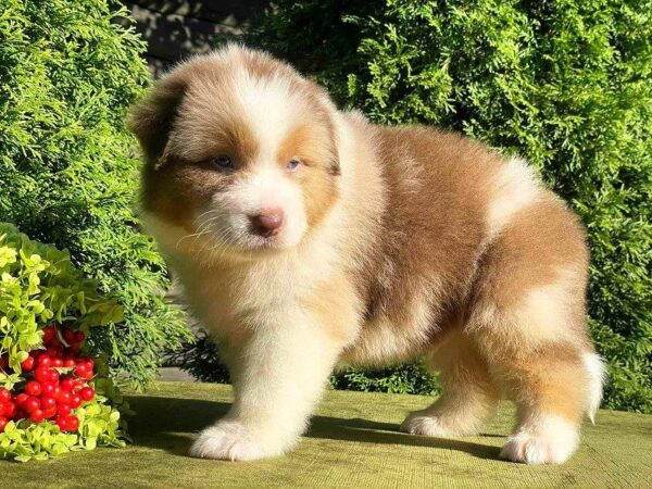 Orion Australian Shepherd Orion Australian Shepherd