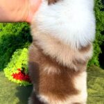 Orion-male-Australian-Shepherd-puppy-for-sale-7