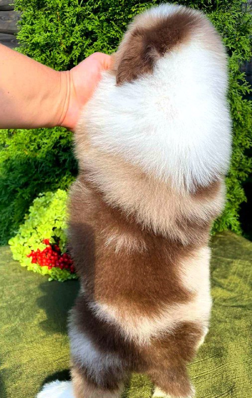 Orion Australian Shepherd Orion Australian Shepherd