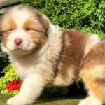 Oriana Australian Shepherd