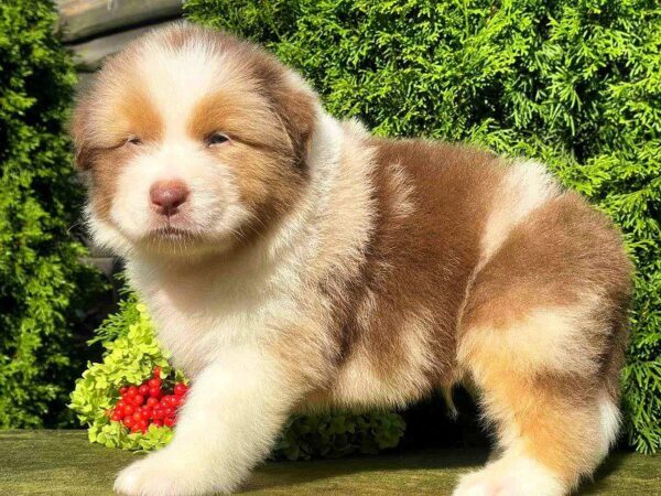 Orion Australian Shepherd Orion Australian Shepherd