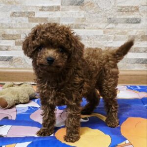 Orissa Toy Poodle Orissa Toy Poodle