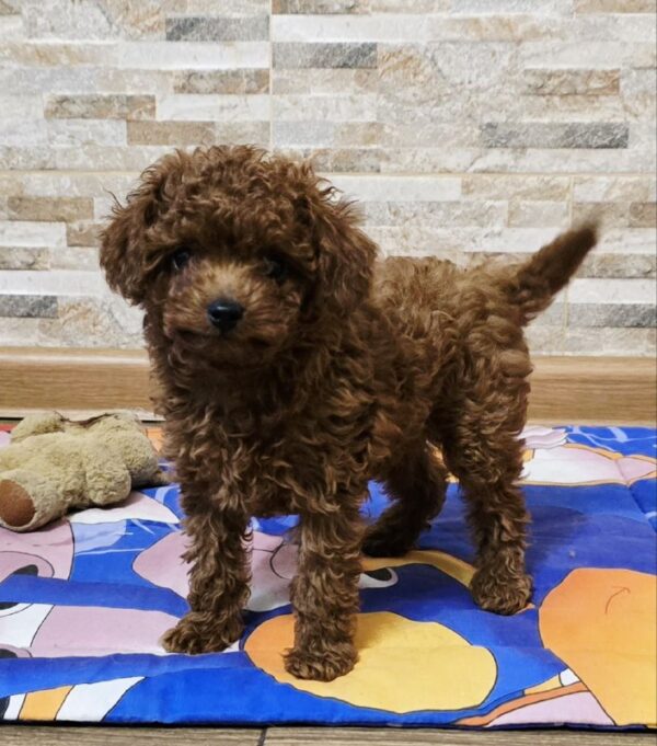 Orissa Toy Poodle Orissa Toy Poodle