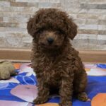 Franko Toy Poodle