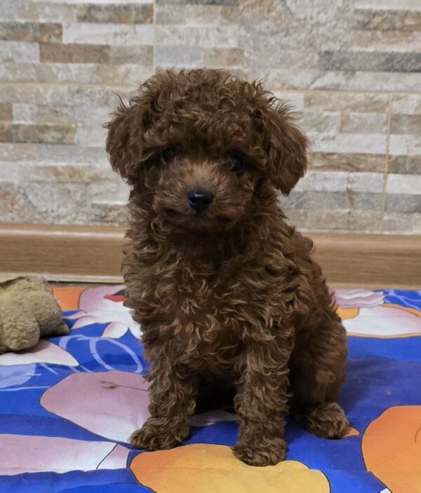 Orissa Toy Poodle Orissa Toy Poodle