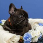 Oscar-male-French-bulldog-puppy-for-sale-1